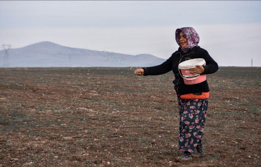 SÜT OTU TOHUMU TOPRAKLA BULUŞTU 