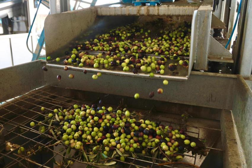 BURHANİYE'DE ZEYTİN HASADI BAŞLADI