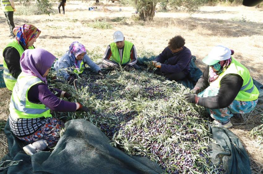 BURHANİYE’DE ZEYTİN HASADI BAŞLADI
