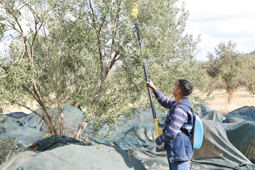 BURHANİYE’DE ZEYTİN HASADI BAŞLADI