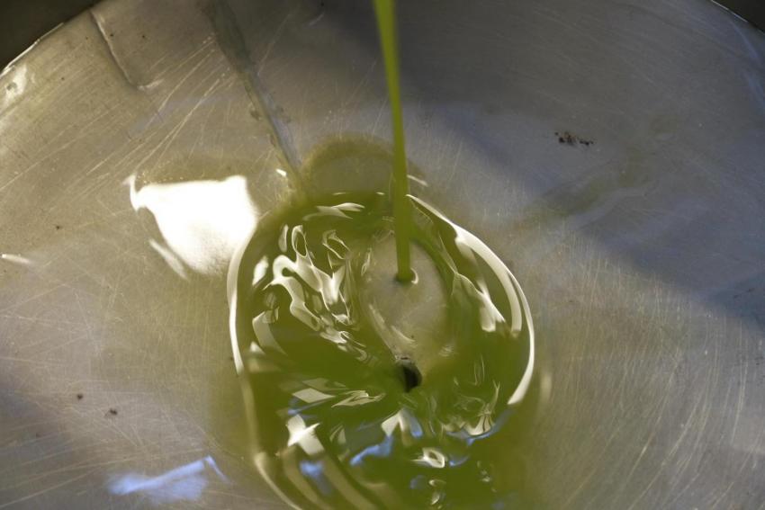 BURHANİYE'DE ZEYTİN HASADI BAŞLADI