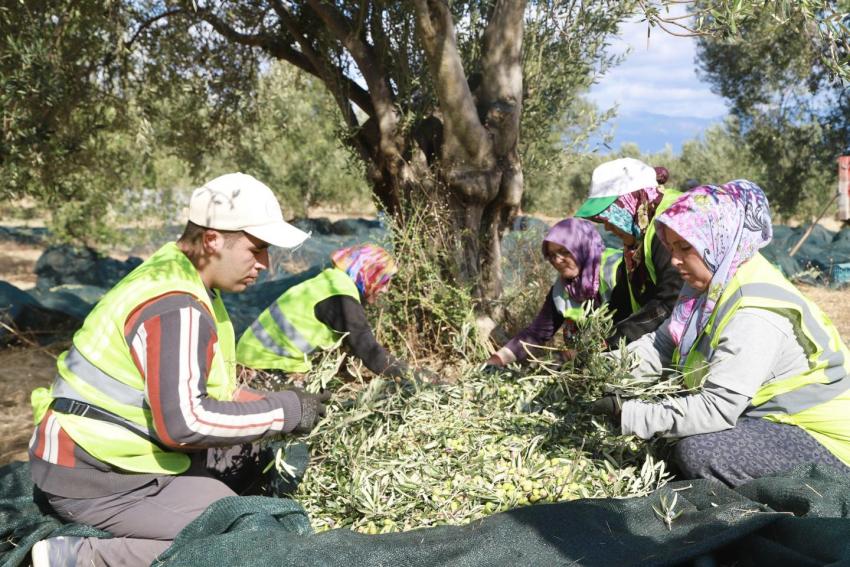 BURHANİYE’DE ZEYTİN HASADI BAŞLADI