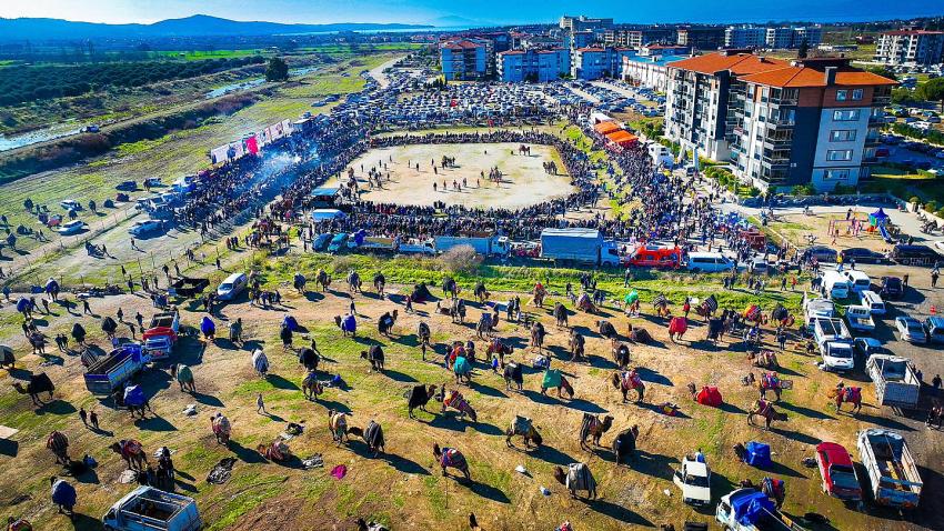 BURHANİYE’DE DEVE GÜREŞİ HEYECANI YAŞANDI