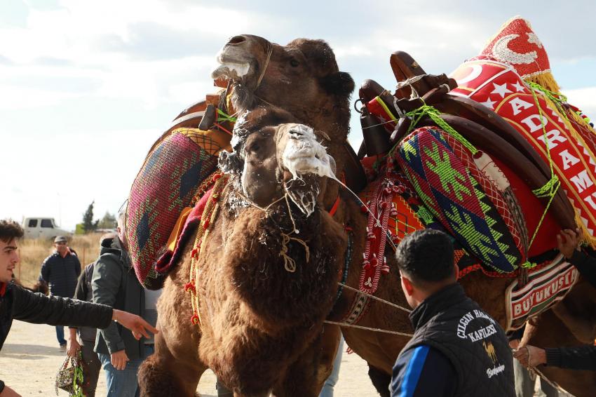 BURHANİYE’DE DEVELER HAVUTLARINI TÖRENLE GİYDİ