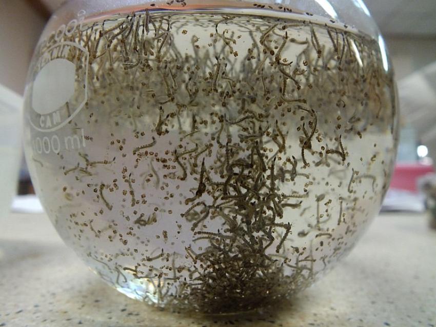 SİNEK VE HAŞERESİZ YAZ İÇİN EKİPLER SAHADA