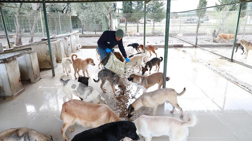 BURHANİYE BELEDİYESİ CAN DOSTLARINA GÖZÜ GİBİ BAKIYOR