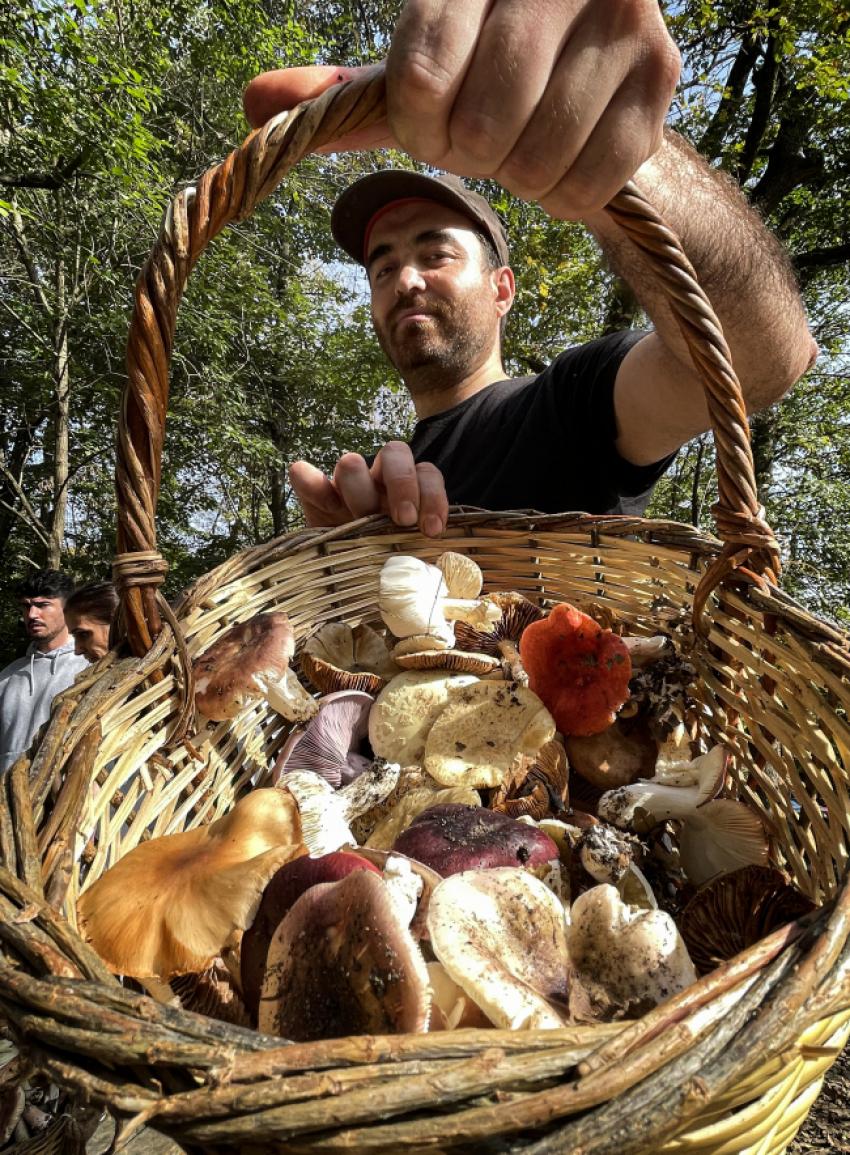 ZEHIRLI MANTAR TÜRLERINE DIKKAT