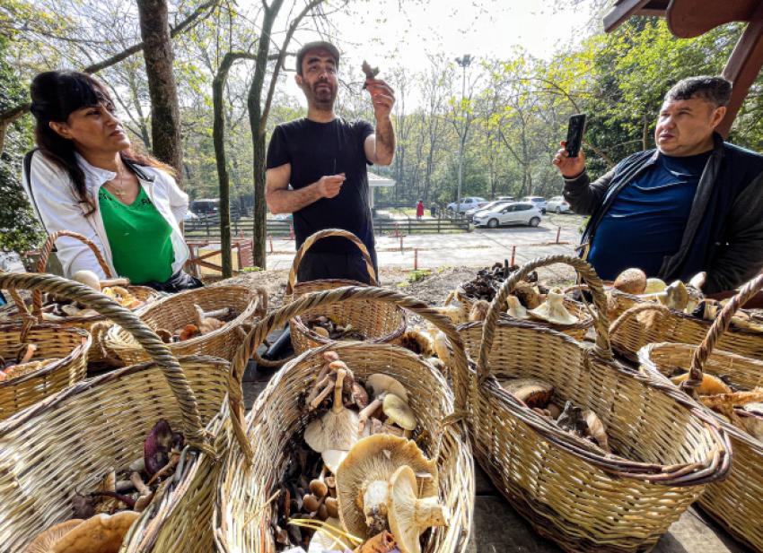 ZEHIRLI MANTAR TÜRLERINE DIKKAT