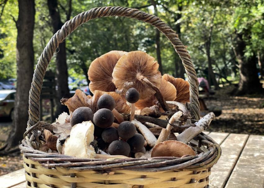 ZEHIRLI MANTAR TÜRLERINE DIKKAT