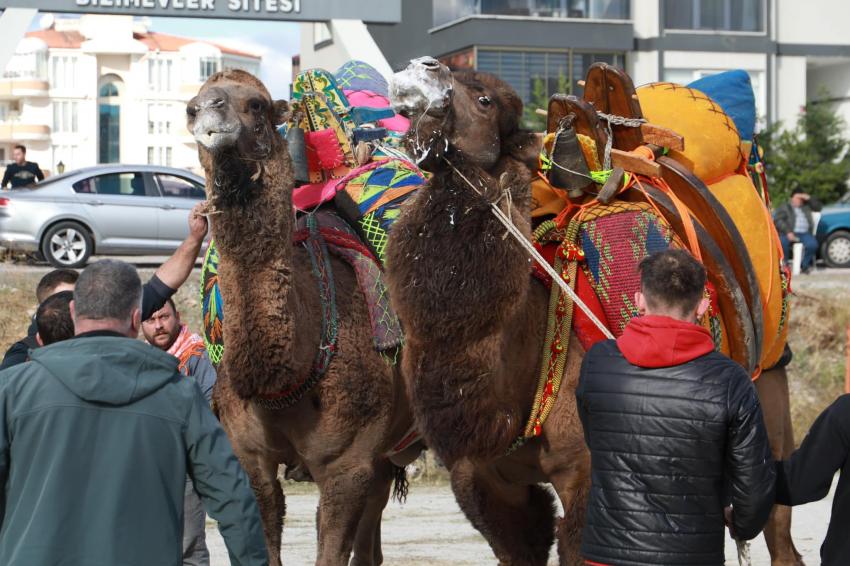 BURHANİYE’DE DEVELER HAVUTLARINI TÖRENLE GİYDİ