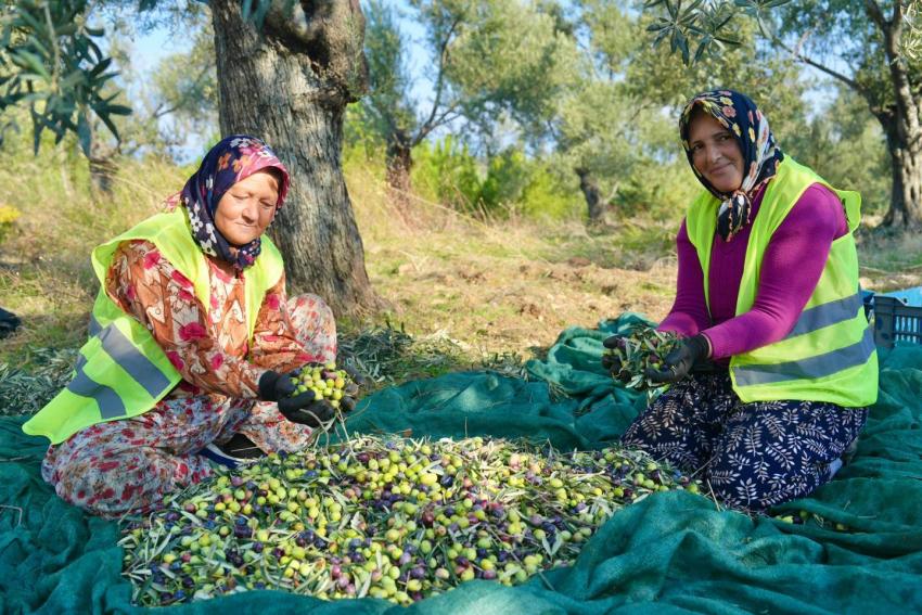 BURHANİYE'DE ZEYTİN HASADI BAŞLADI