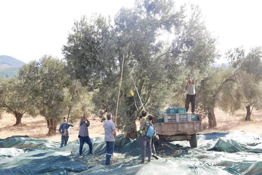 BURHANİYE’DE ZEYTİN HASADI BAŞLADI