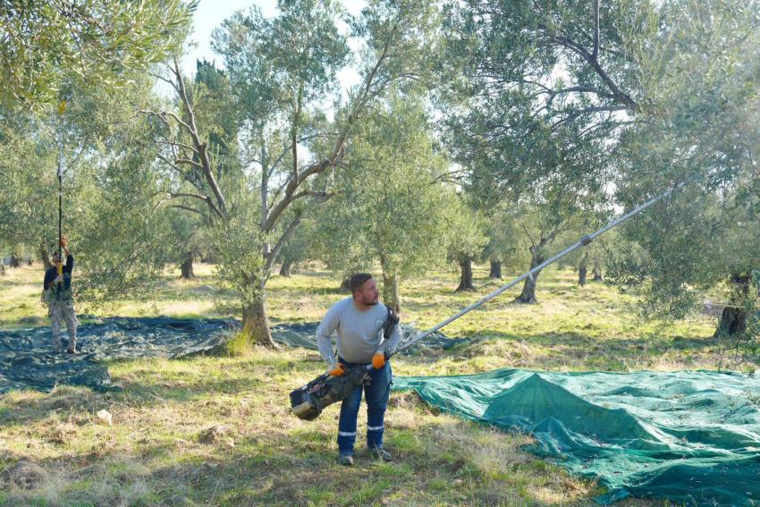 BURHANİYE'DE ZEYTİN HASADI BAŞLADI