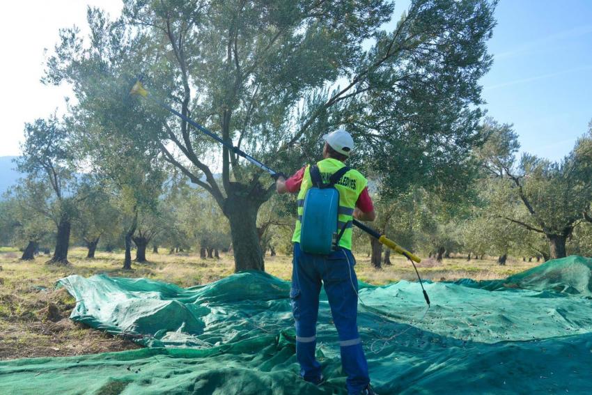BURHANİYE'DE ZEYTİN HASADI BAŞLADI