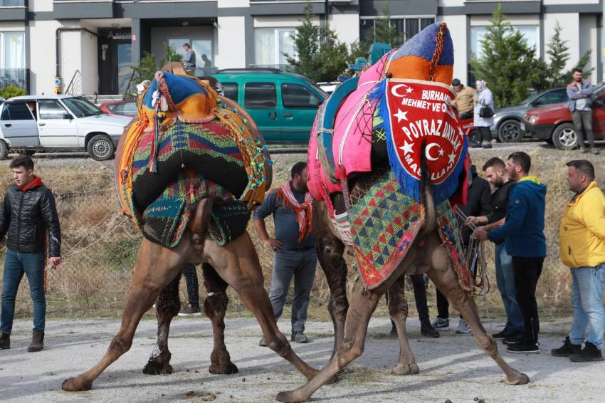BURHANİYE’DE DEVELER HAVUTLARINI TÖRENLE GİYDİ