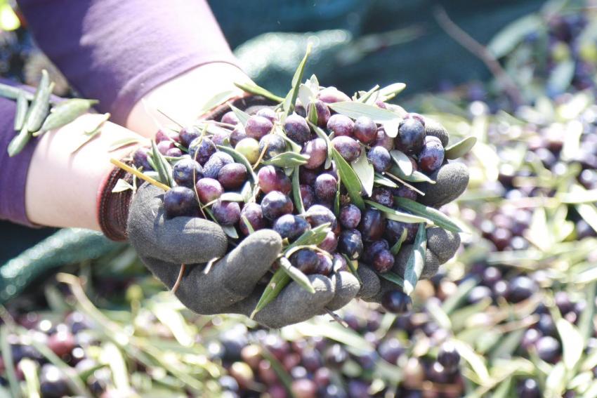 BURHANİYE’DE ZEYTİN HASADI BAŞLADI