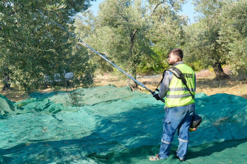 BURHANİYE'DE ZEYTİN HASADI BAŞLADI