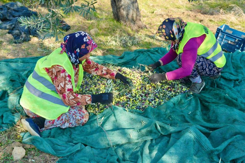 BURHANİYE'DE ZEYTİN HASADI BAŞLADI