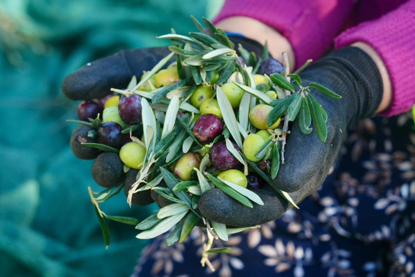 BURHANİYE'DE ZEYTİN HASADI BAŞLADI
