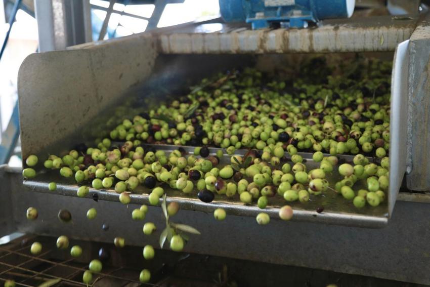 BURHANİYE’DE ZEYTİN HASADI BAŞLADI