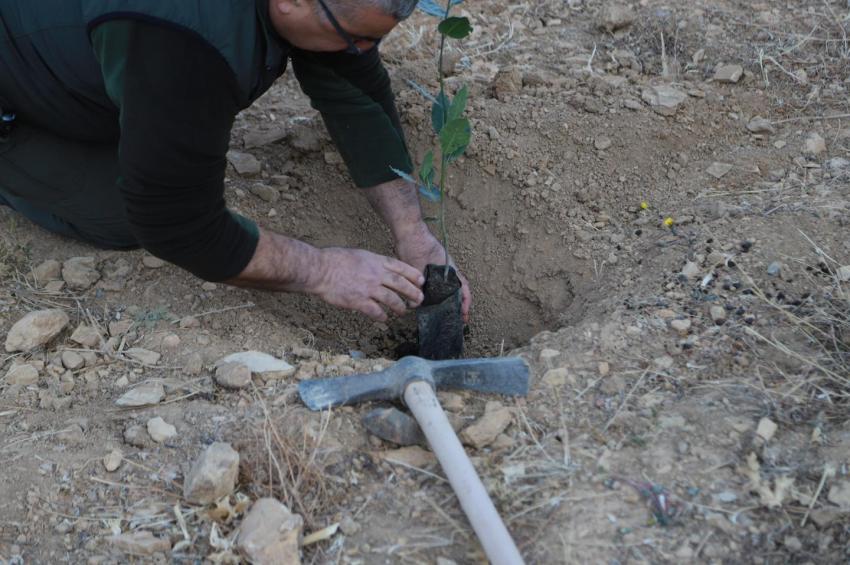 BURHANİYE’DE FİDANLAR TOPRAKLA BULUŞTU