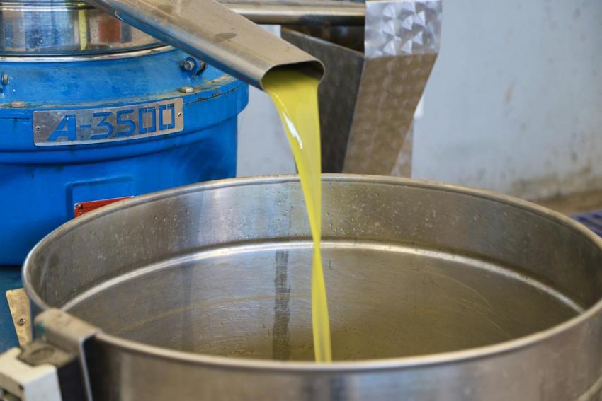 BURHANİYE’DE ZEYTİN HASADI BAŞLADI