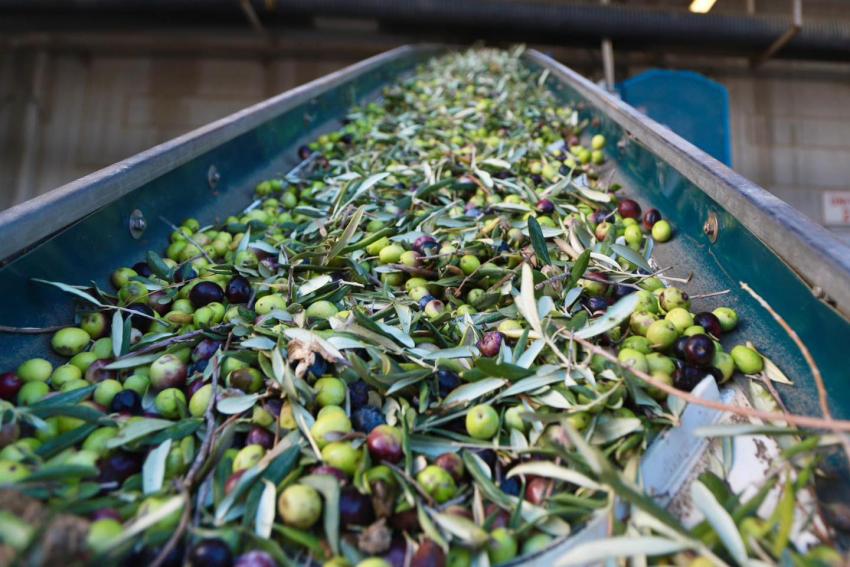 BURHANİYE'DE ZEYTİN HASADI BAŞLADI