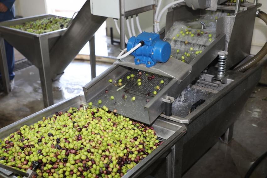 Edremit Belediyesi’nden zeytine büyük destek