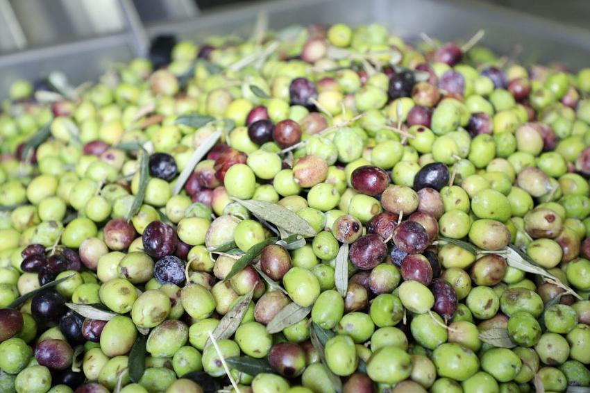 Edremit Belediyesi’nden zeytine büyük destek