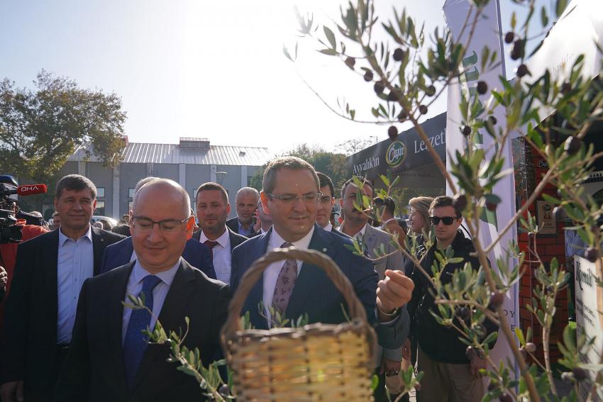 AYVALIK’TA ZEYTİN HASAT FESTİVALİ BAŞLADI