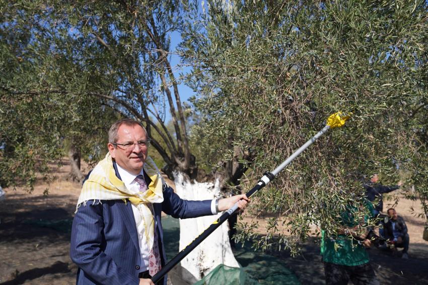 AYVALIK’TA ZEYTİN HASAT FESTİVALİ BAŞLADI