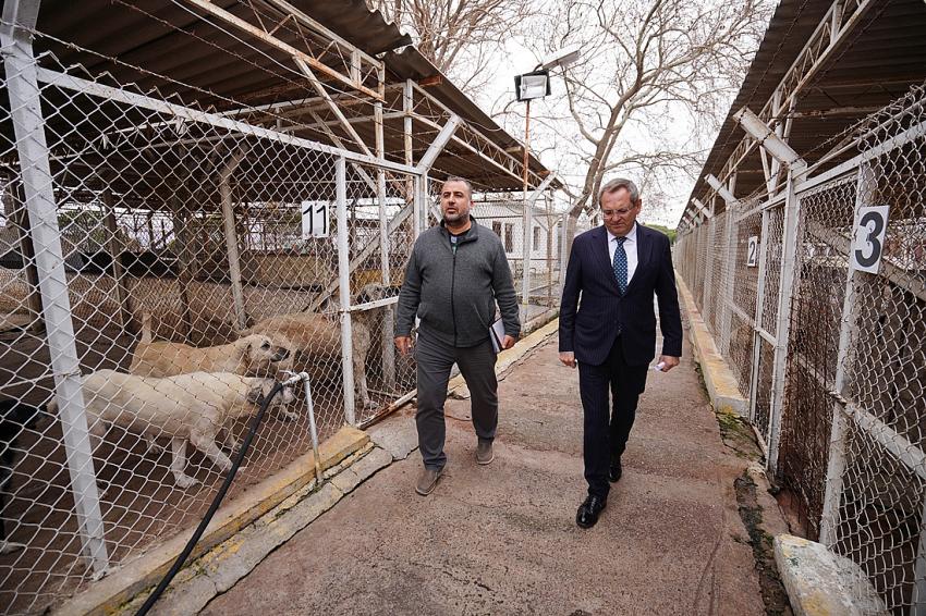 Ayvalık Belediyesi sokaktaki can dostların da yanında