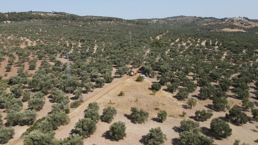 BELEDİYE’NİN ZEYTİN AĞAÇLARINDAN 10 BİN 500 LİTRE ZEYTİNYAĞI ELDE EDİLDİ