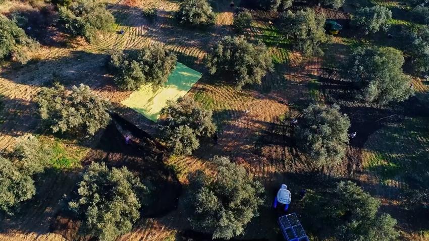 BELEDİYE’NİN ZEYTİN AĞAÇLARINDAN 10 BİN 500 LİTRE ZEYTİNYAĞI ELDE EDİLDİ