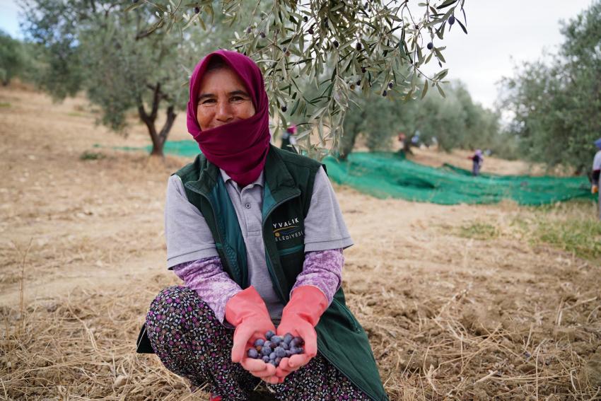 BELEDİYE ZEYTİNLİKLERİNİN İLK HASADI BAŞKAN MESUT ERGİN’DEN