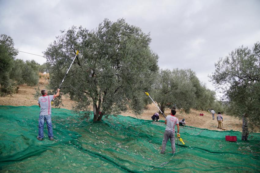 BELEDİYE ZEYTİNLİKLERİNİN İLK HASADI BAŞKAN MESUT ERGİN’DEN