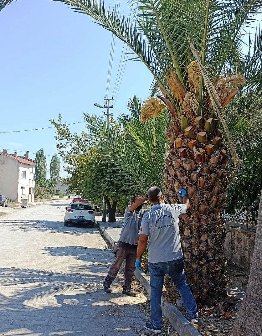 BURHANIYE’DE PALMIYELER BELEDIYE KORUMASINDA