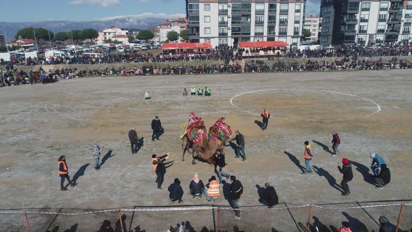 BURHANİYE DEVE GÜREŞLERİ NEFES KESTİ