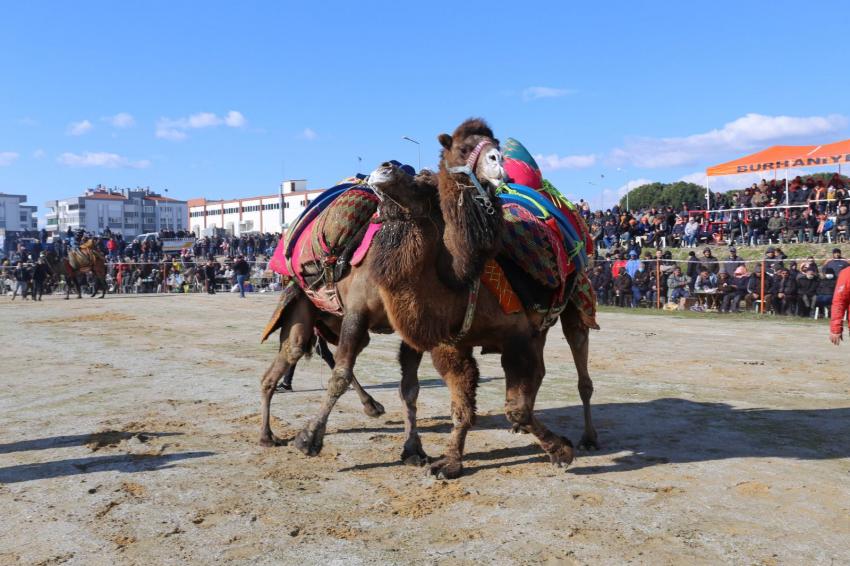 BURHANİYE DEVE GÜREŞLERİ NEFES KESTİ