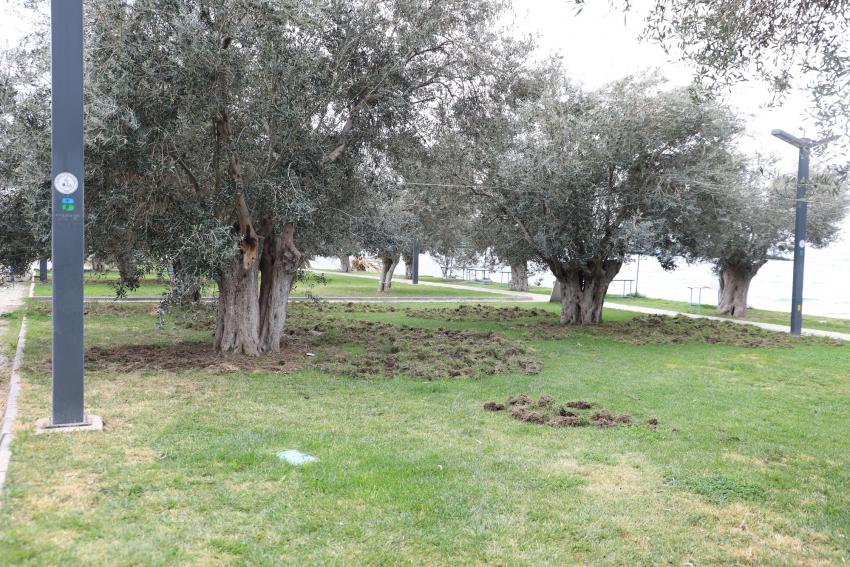 BURHANİYE’DE DOMUZLAR SAHİLİ TALAN ETTİ