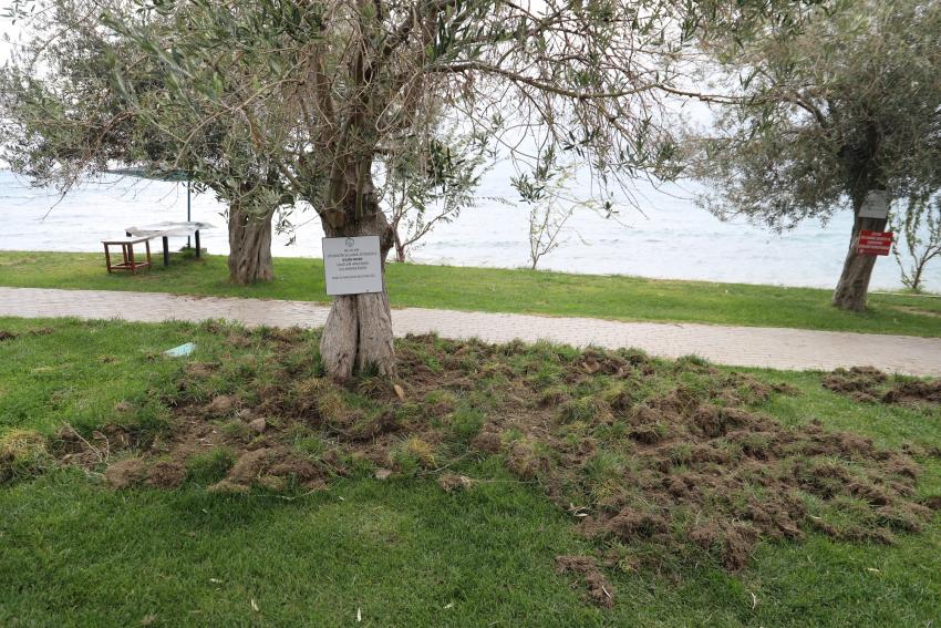 BURHANİYE’DE DOMUZLAR SAHİLİ TALAN ETTİ