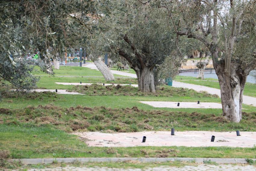 BURHANİYE’DE DOMUZLAR SAHİLİ TALAN ETTİ