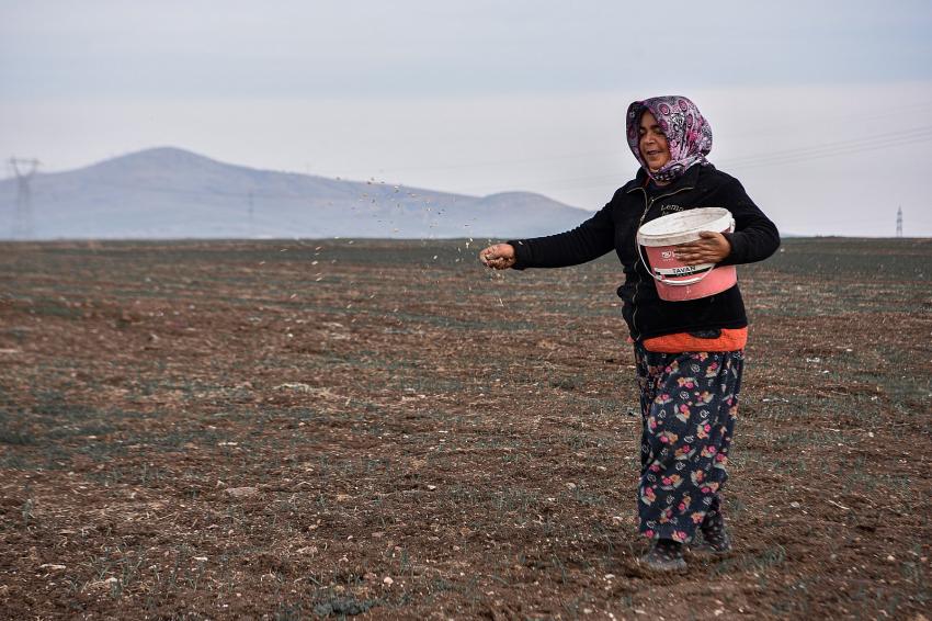 SÜT OTU TOHUMU TOPRAKLA BULUŞTU