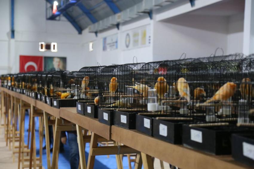 DÜNYANIN EN BÜYÜK YARIŞMASI EDREMIT’TE