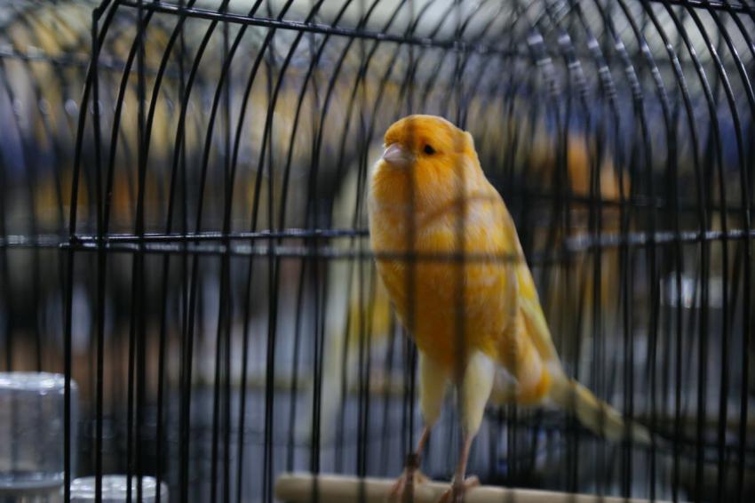 DÜNYANIN EN BÜYÜK YARIŞMASI EDREMIT’TE