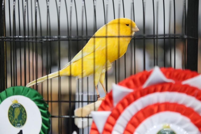 DÜNYANIN EN BÜYÜK YARIŞMASI EDREMIT’TE