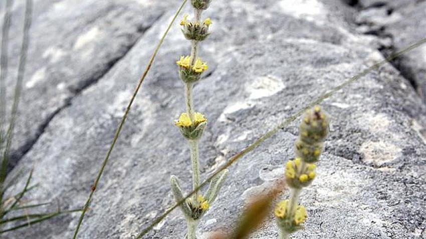 ''SARIKIZ ÇAYI'' BITKISINI TOPLAYAN 6 KIŞIYE 657 BIN 558 LIRA CEZA KESILDI