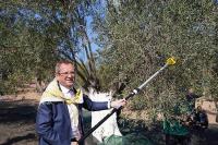 20. Ayvalık Uluslararası Zeytin Hasat ve Turizm Festivali Başlıyor…