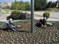 BANDIRMA’DA HİZMET ATAĞI: ÇEVRE DÜZENLEMESİ, ASFALT ONARIMI VE TRAFİK DÜZENLEMELERİ SÜRÜYOR