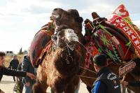 BURHANİYE’DE DEVELER HAVUTLARINI TÖRENLE GİYDİ